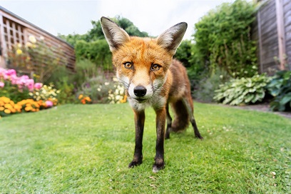 Wildlife Research