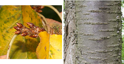 Cherry buds and bark