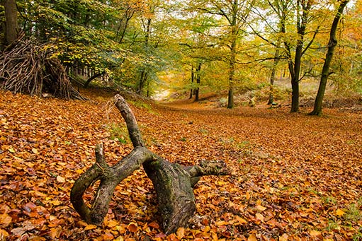 Cannock Chase