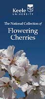 Cherry Tree Leaflet